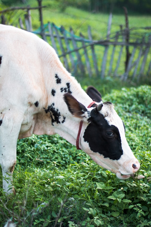 Livestock & Supplies category image.